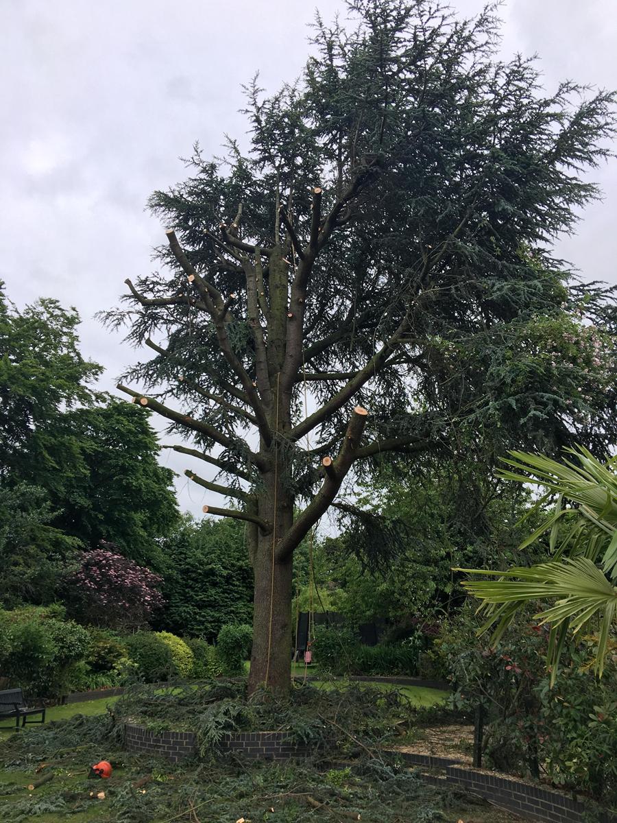 Sectional tree dismantling after storm damage