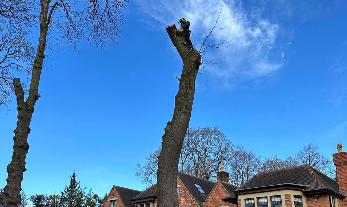 Tree surgeons serving North Birmingham from Elms Tree Services