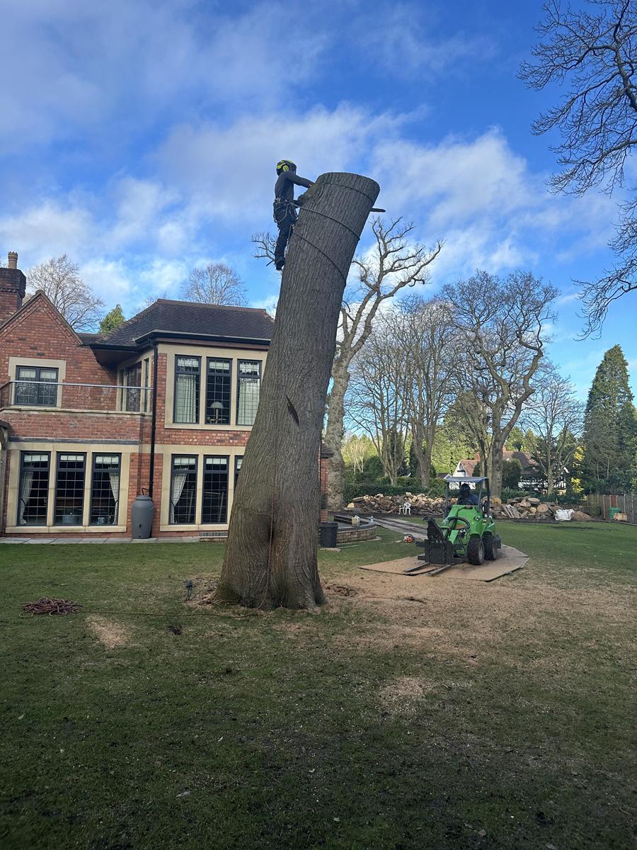 Tree surgery team working in North Birmingham by Elms Tree Services